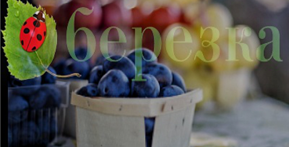 Бизнес-аналитика для сети "Березка" г. Ухта